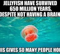 Image result for Jellyfish Meme