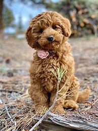 Image result for Cute Baby Labradoodle Puppies