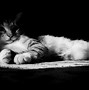 Image result for Black and White Cat Background