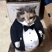 Image result for Cat Suit Meme