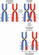 Image result for Meiosis Crossing Over Phase
