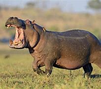 Image result for Hippopotamus