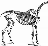 Image result for Different Animal Skeletons