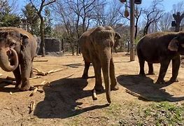 Image result for Cincinnati Zoo Elephants