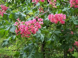 Image result for Aesculus carnea Briotii