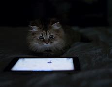 Image result for Cat Having a Tablet