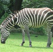 Image result for Zoo Anoimals