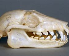 Image result for Fruit Bat Skull