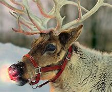 Image result for Santa's Reindeer Rudolph Real