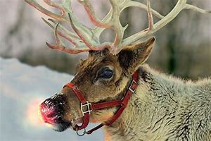 Image result for Real Reindeer with Red Nose