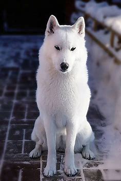 Demidoff Teona Snow Princess aka Thyone - SAVE THE WOLVES | Dogs, Siberian husky, Animals wild