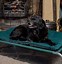 Image result for Raised Dog Beds