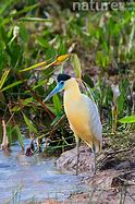 Image result for Pilherodius pileatus