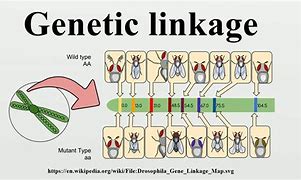 Image result for Genetic Linkage Biology