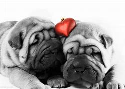 Image result for Dog PFP Hearts