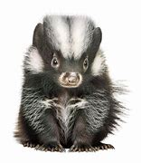 Image result for Fuzzamallows Skunk