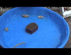 Image result for Portable Pet Turtle Pool