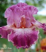Image result for Iris Southern Comfort (Germanica-Group)