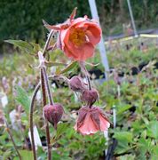 Image result for Geum rivale