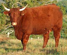 Image result for Salers Cattle