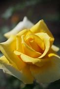 Image result for Sparkly Rose Gold