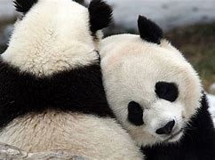 Image result for Panda Bears Hugging