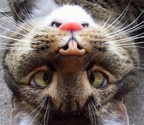 Image result for Looking at Life Upside Down Cat Meme