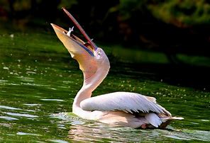 Image result for Pelican with Fish
