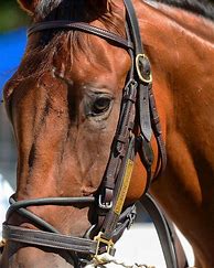 Image result for Wild On-Ice Race Horse