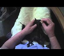 Image result for Bat Toothbrush