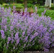 Image result for Nepeta faasenii Kitten Around