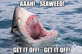 Image result for Shark Smile Meme