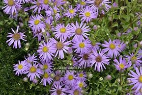 Image result for Aster amellus Sonia