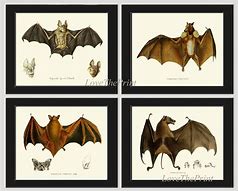 Image result for Print Bats for Wall