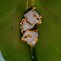 Image result for Honduran Leaf Bat