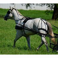 Image result for Horse Harness Saddle