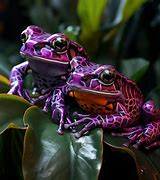 Image result for Ganster Frogs