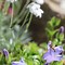 Image result for Campanula chamissonis
