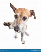 Image result for Dog High Five