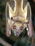 Image result for Fruit Bat Adult