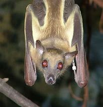 Image result for Large Fruit Bat