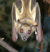 Image result for Colourful Bats