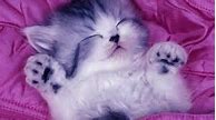 Image result for Free Cute Cat Wallpaper