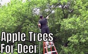 Image result for Planting Apple Trees for Deer