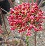 Image result for Viburnum burkwoodii Mohawk