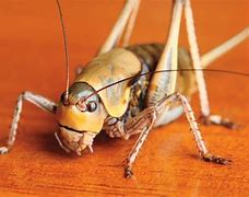 Image result for Crickets Wine Bar