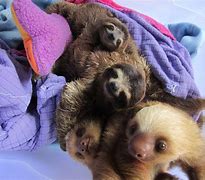 Image result for Baby Sloth Wallpaper