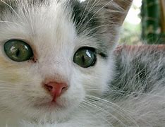 Image result for Aloof Cat