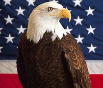 Image result for American Flag Animal Shapes