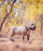 Image result for American Bully XL